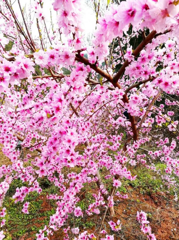朵朵桃花开.(资料图片)