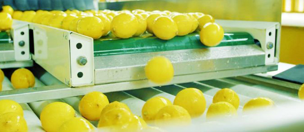 大连柠檬树科技 大连:南果北种  酸柠檬种出“甜”产业