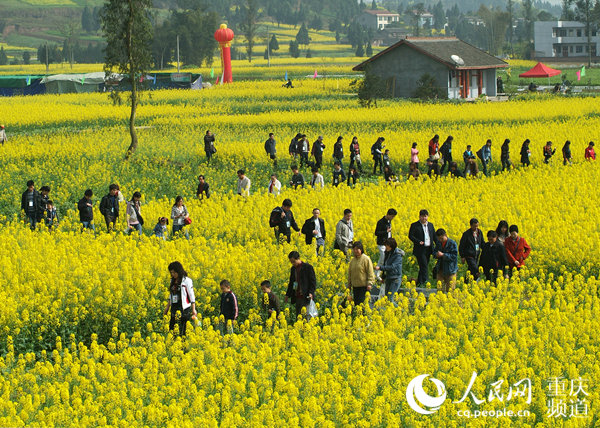 潼南油菜花节图片