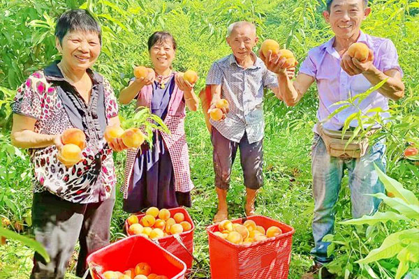 黄桃熟采摘忙